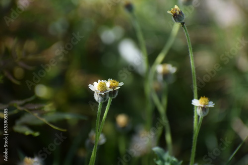 Tridax procumbens, commonly known as coatbuttons or tridax daisy, is a species of flowering plant in the daisy family. It is best known as a widespread weed and pest plant. 