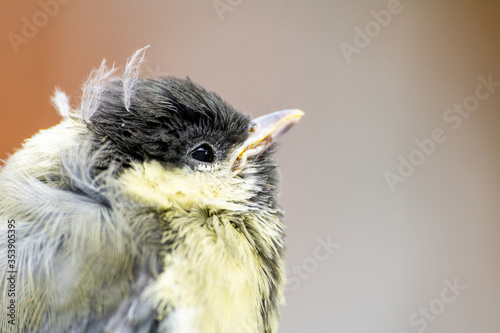 Obraz na płótnie Young great tit (Parus major) w salonie