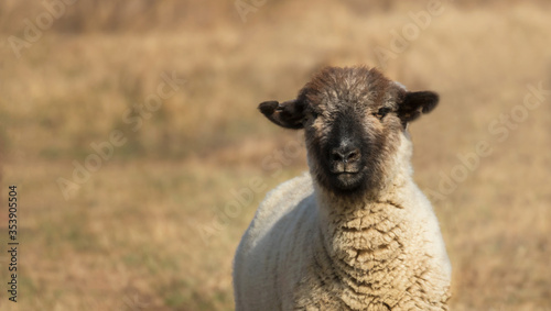 Bild auf Leinwand Primer plano de oveja de cara negra mirando hacia la cámara en el campo