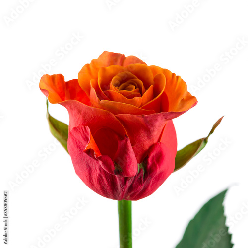 Rose isolated on white background