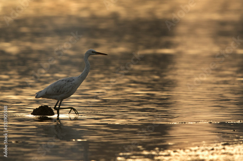 Western reef egret white morphed fishing at Busaiteen coast