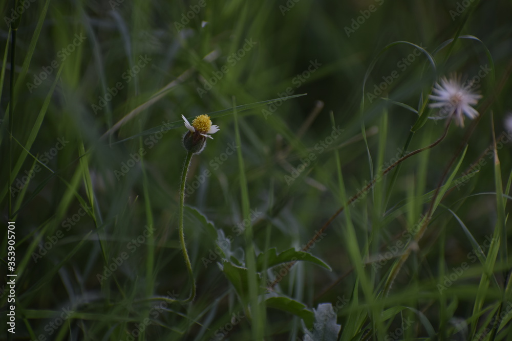 Tridax procumbens, commonly known as coatbuttons or tridax daisy, is a species of flowering plant in the daisy family. It is best known as a widespread weed and pest plant. Tridax procumbens, commonly known as coatbuttons or tridax daisy, is a species of flowering plant in the daisy family. It is best known as a widespread weed and pest plant.