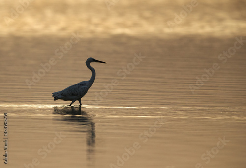 Western reef egret white morphed at Busaiteen coast