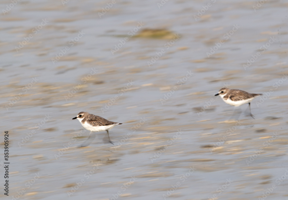Lesser sand plovers running on the beach sand, a panning effect Lesser sand plovers running on the beach sand, a panning effect