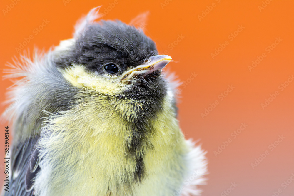 Young great tit (Parus major)