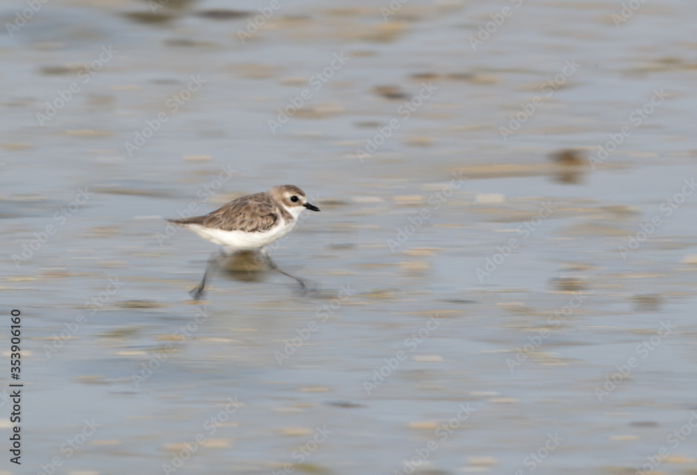 A Lesser sand plover running, a motion blur effect A Lesser sand plover running, a motion blur effect
