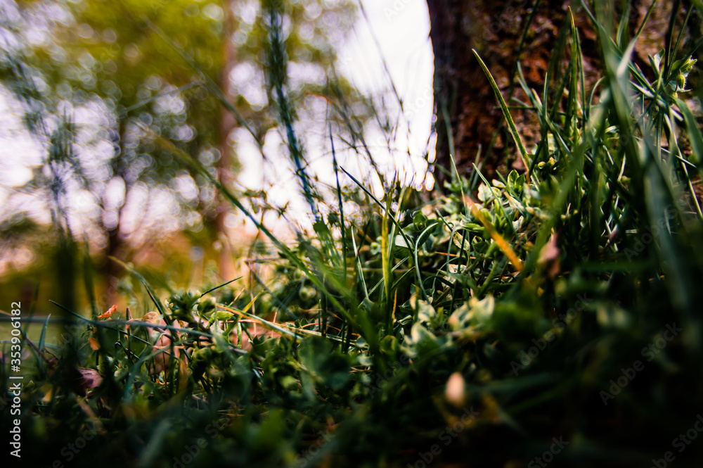 Young clovers blooming in the wild on a glade in forest in sunset or sunrise Young clovers blooming in the wild on a glade in forest in sunset or sunrise