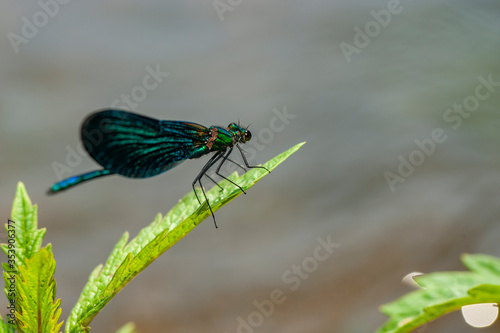 Demoiselle Blue Dragonfly is in its natural habitat.