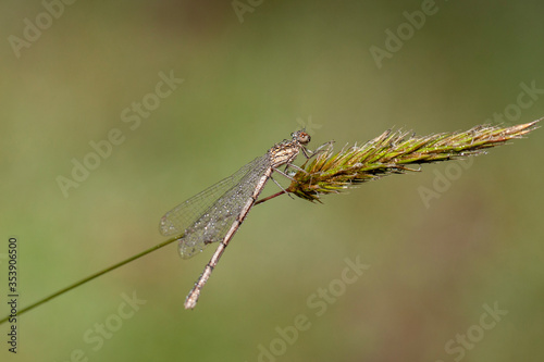 Scarce Emerald Damselfly Dragonfly images natural habitat.