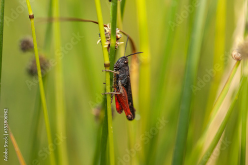 Grasshopper perched on a flower in its natural habitat.