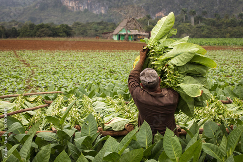 Photography Tobacco farmers collecting tobacco leaves in a beautiful green landscape with a local house in background