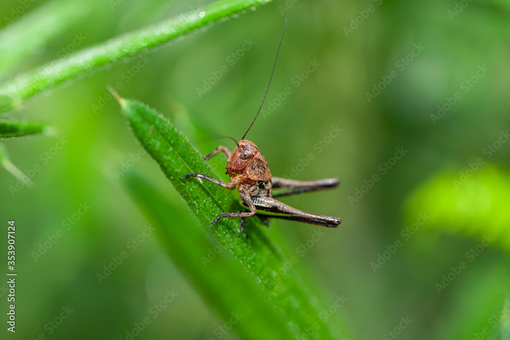 Grasshopper perched on a flower in its natural habitat. Grasshopper perched on a flower in its natural habitat.