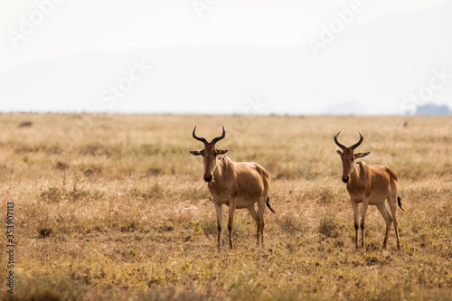 Closeup of Impala image taken on Safari located in the Tarangire, National park, Tanzania. Wild nature of Africa.