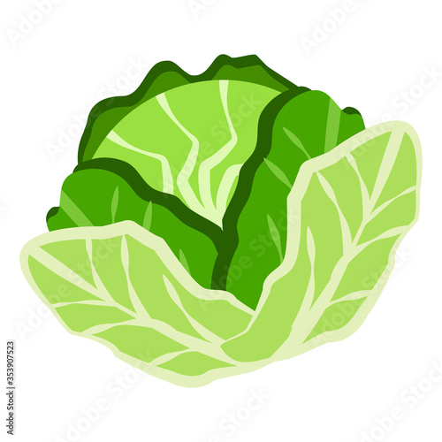 Fresh cabbage isolated on white background. Cabbage flat icon.