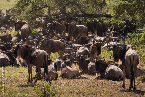 Photography Group of wildebeasts during safari in National Park of Serengeti, Tanzania