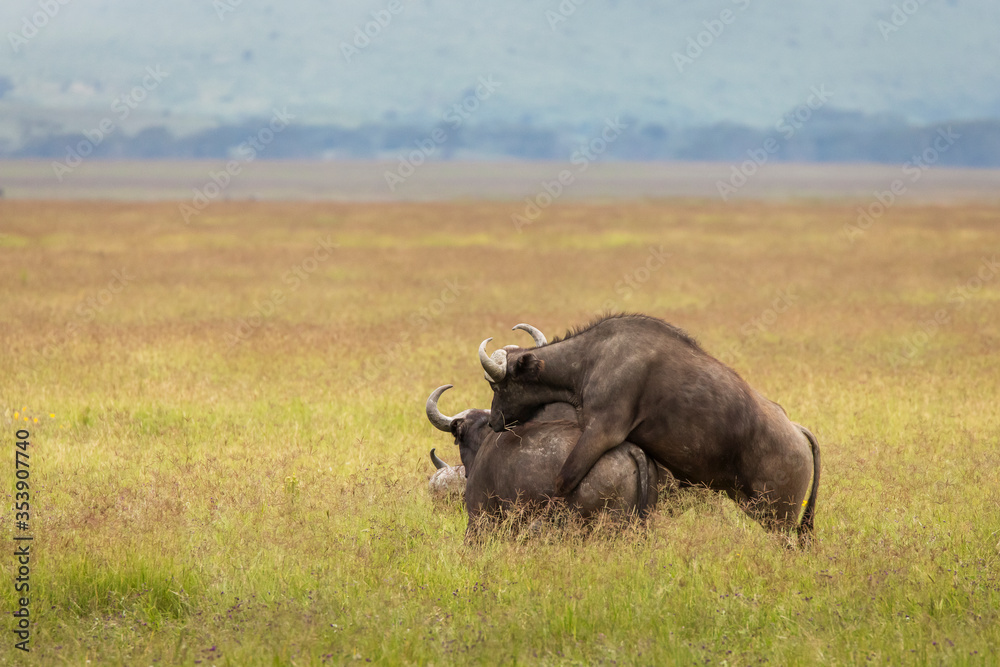 Buffalo in the grass during safari in Serengeti National Park in Tanzani. Wilde nature of Africa.. Buffalo in the grass during safari in Serengeti National Park in Tanzani. Wilde nature of Africa..