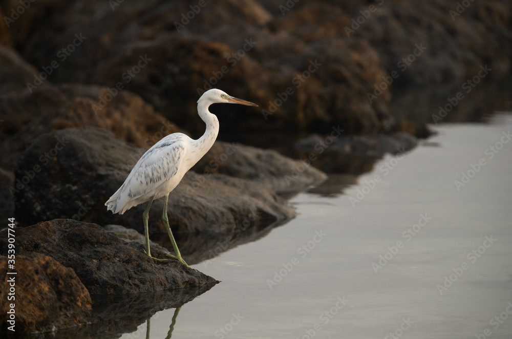 Fototapeta premium Western reef egret white morphed at Busaiteen coast during morning hours