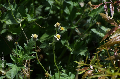 Tridax procumbens, commonly known as coatbuttons or tridax daisy, is a species of flowering plant in the daisy family. It is best known as a widespread weed and pest plant. 