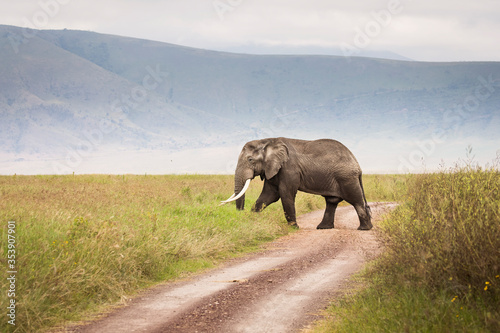 Elephant eating grass during safari in National Park of Ngorongoro, Tanzania.. Wild nature of Africa.