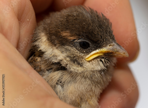 Chick of a house Sparrow. A baby bird in the hand of a man. © Piotr
