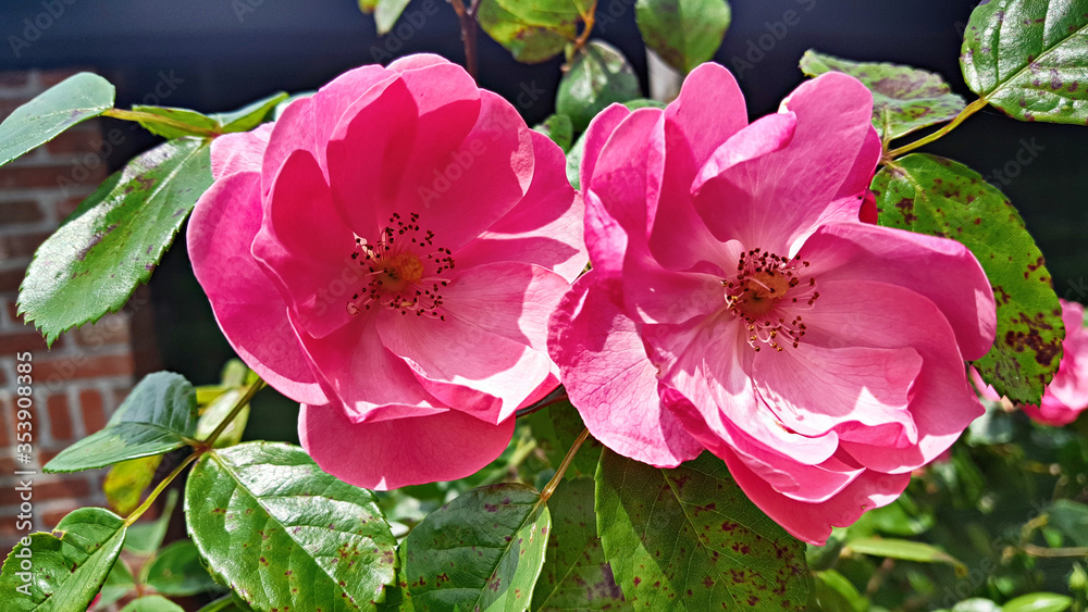 Obraz premium 장미꽃