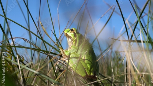 The European tree frog Hyla arborea sitting in a grass