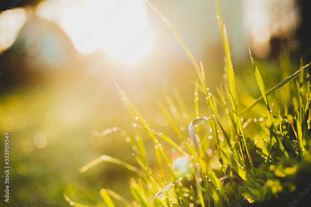 Spring or summer abstract nature background with grass in the meadow and sunset in the back, garden concept
