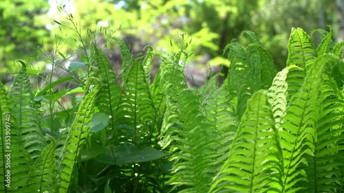 Lush green ferns in spring sunshine moving gently in a spring breeze