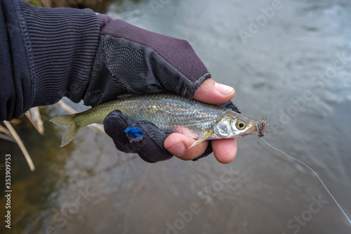 Fototapeta Naklejka Na Ścianę i Meble -  Fish caught in the fly. Freshwater fishing.