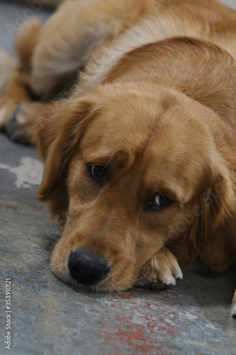 golden retriever puppy