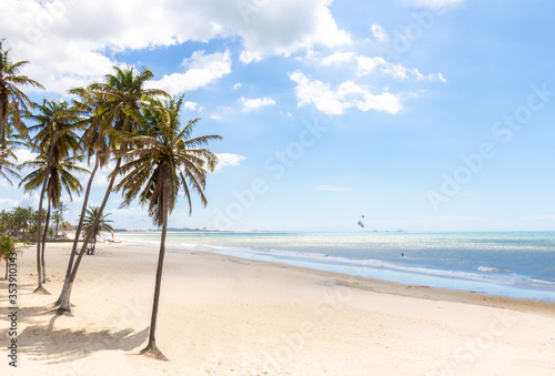 Fototapeta Naklejka Na Ścianę i Meble -  palm tree on the beach Cumbuco Brazil