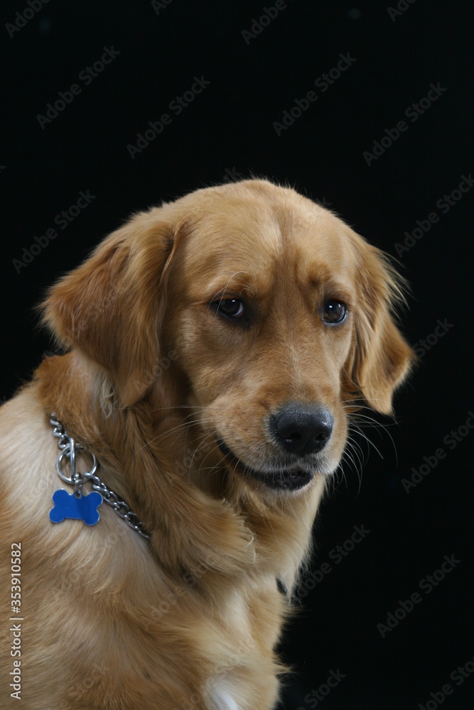 golden retriever portrait dog