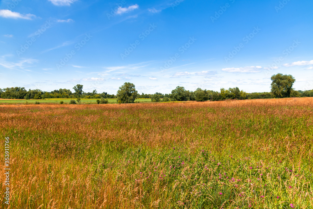 Fototapeta premium autumn nature in the steppe part of Russia in summer