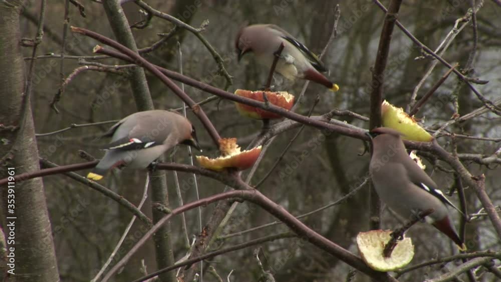 Waxwing birds feeding on fruit in the winter England UK Waxwing birds feeding on fruit in the winter England UK