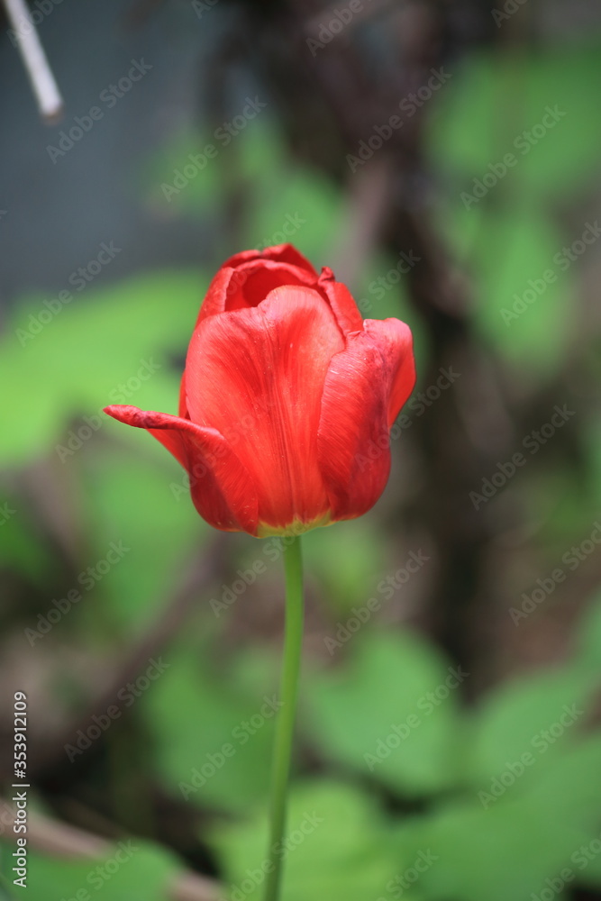red rulip in the garden red rulip in the garden