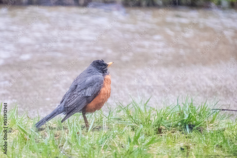 Bird in the spring, raining day . Image Bird in the spring, raining day . Image