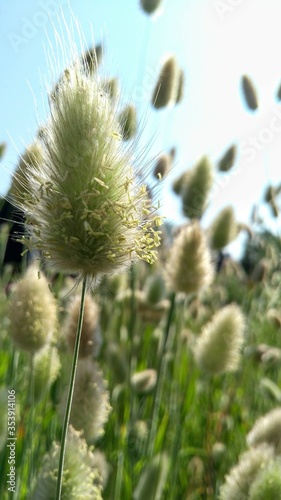 Closeup of a foxtail in a grass field on a bright day