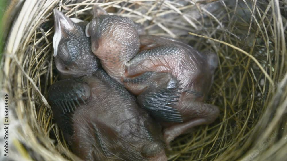 New born bird without feathers. Birds sleeping in nest . close up. New born bird without feathers. Birds sleeping in nest . close up.