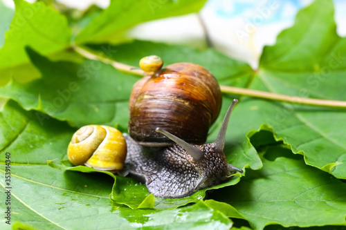 Garden snails. Large, medium and small. Close up on green leaves. Macro, concept, clean ecology.