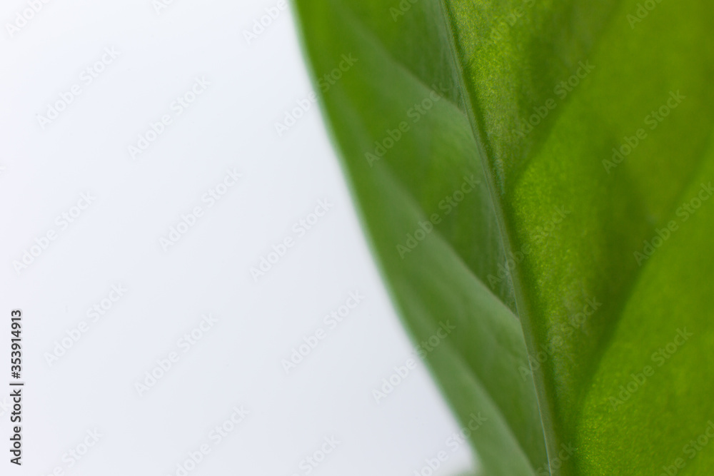 green growth on a white background macro Space for text. green growth on a white background macro Space for text.