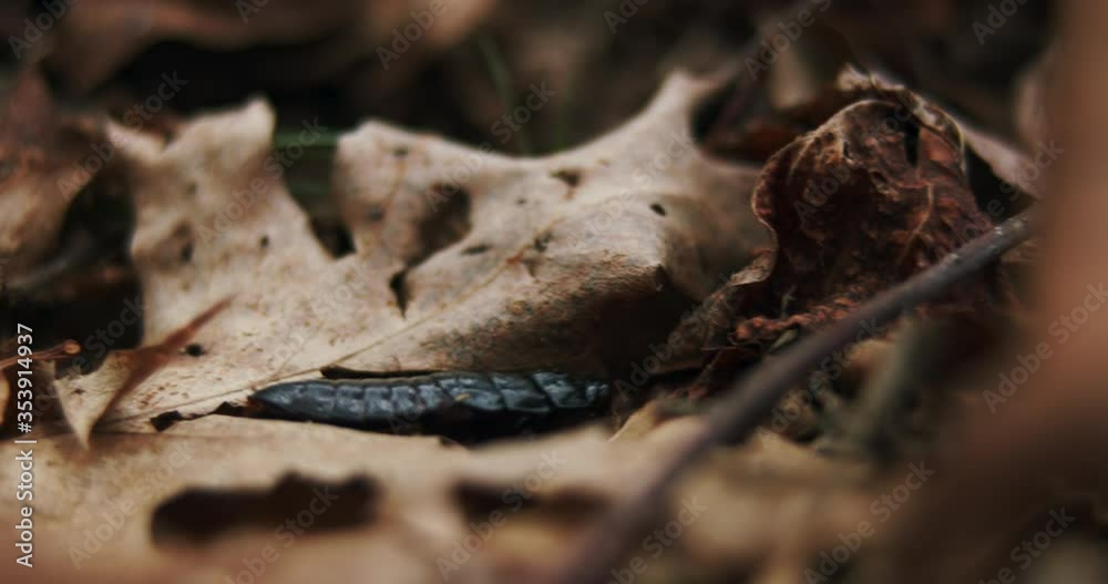 Anthropod insect crawling through fallen leaves Anthropod insect crawling through fallen leaves