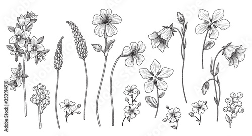 Hand Drawn Monochrome Wild Flowers Set