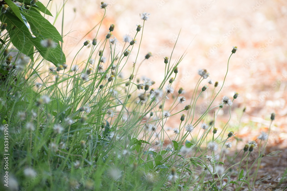 Achenes of tridax daisy OR coatbuttons flower OR Tridax procumbens containing dried seeds.Gujarat,India Achenes of tridax daisy OR coatbuttons flower OR Tridax procumbens containing dried seeds.Gujarat,India