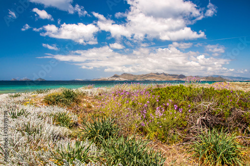 Beautiful summer landscape - a beach with dune flowers and crystal azure water sea. Kos island  Greece
