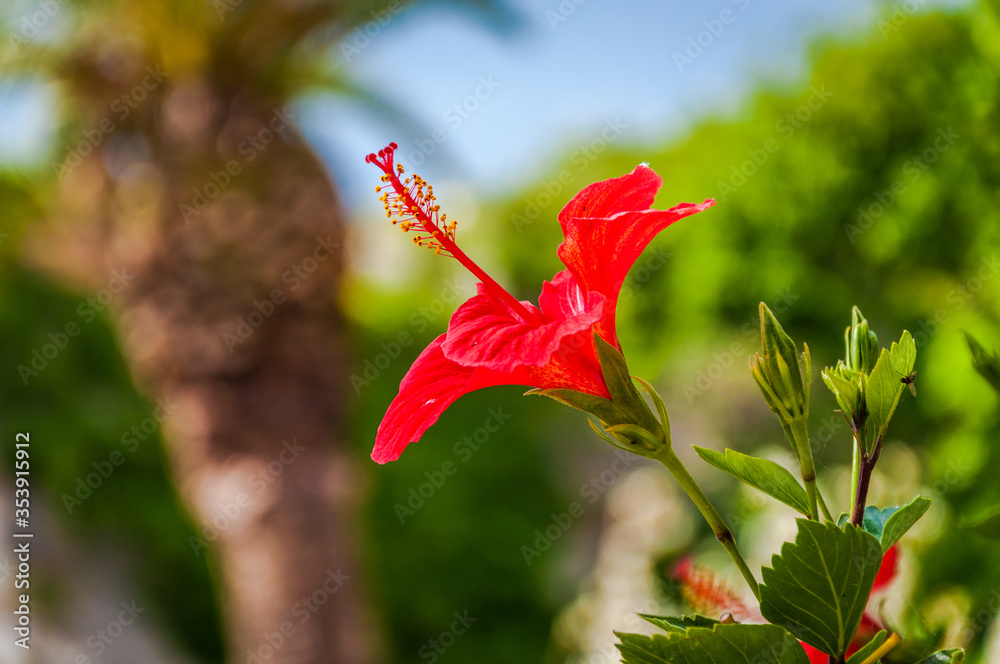 Red hibiscus flower (chinese rose) photo. Red hibiscus flower (chinese rose) photo.
