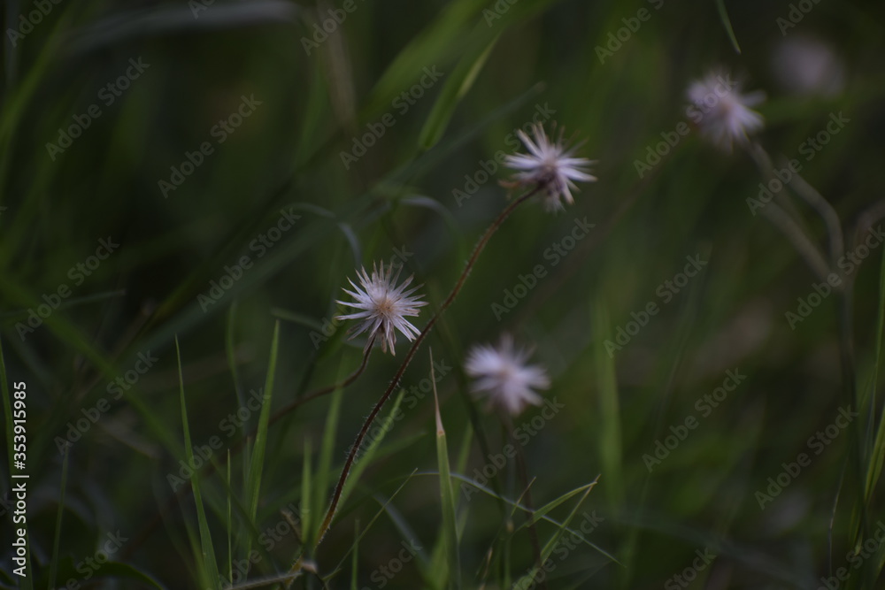 Achenes of tridax daisy OR coatbuttons flower OR Tridax procumbens containing dried seeds.Gujarat,India Achenes of tridax daisy OR coatbuttons flower OR Tridax procumbens containing dried seeds.Gujarat,India