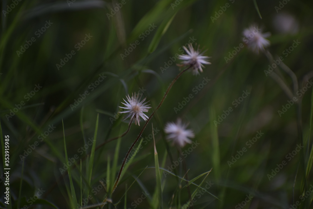 Achenes of tridax daisy OR coatbuttons flower OR Tridax procumbens containing dried seeds.Gujarat,India