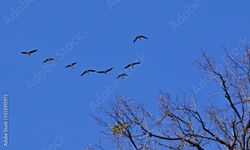 Wedge of wild geese. Gray geese.