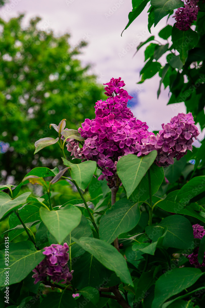 pink lilac against the sky pink lilac against the sky