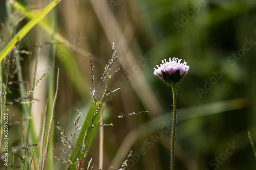 A lonely flower in a field